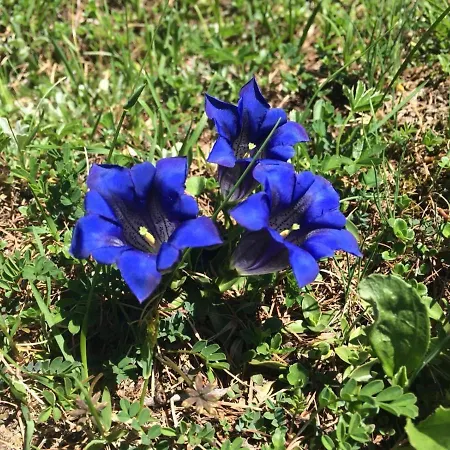 Apartamento Gfoeller