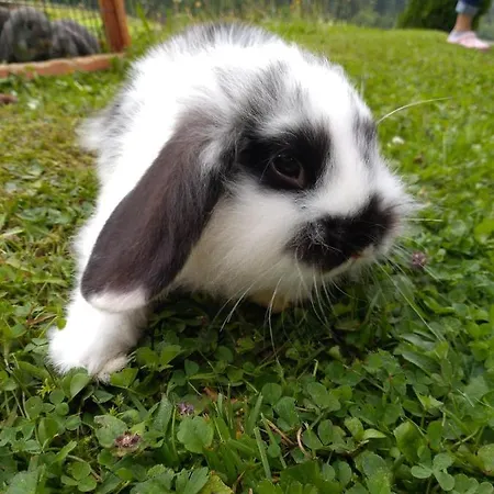 Gfoeller Apartamento *