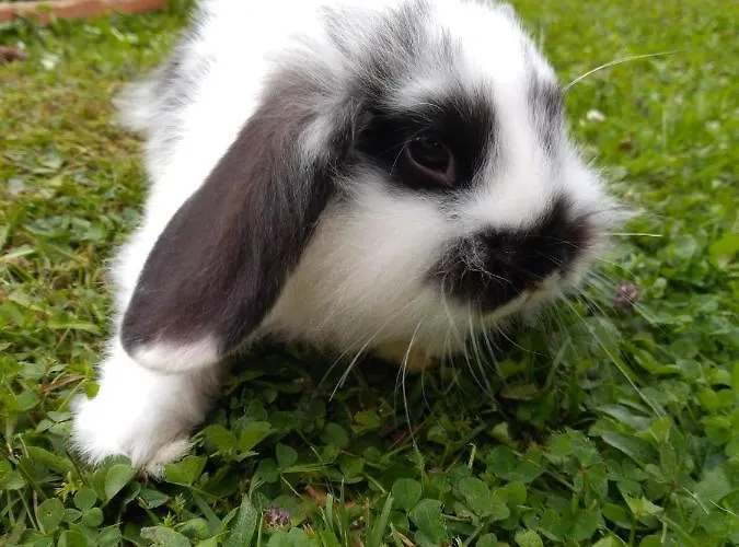 Gfoeller アパート *